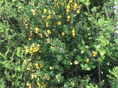 Cytisus scoparius