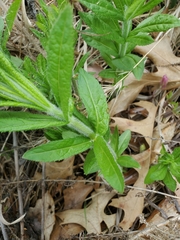 Veronicastrum virginicum