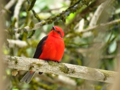Pyrocephalus rubinus