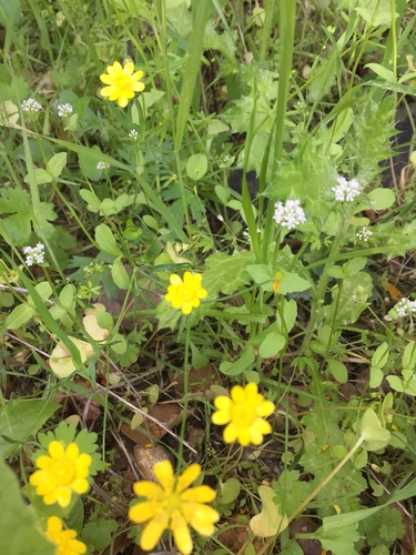 iNaturalist observation photo of California buttercup