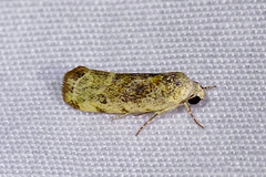 Acontiini