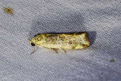 Acontiini