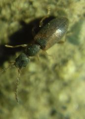 Endomia tenuicollis