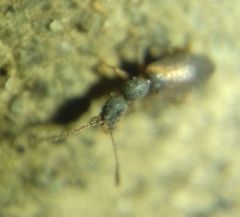 Endomia tenuicollis