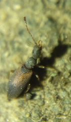 Endomia tenuicollis