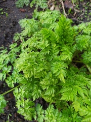 Anthriscus sylvestris