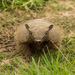 Large Hairy Armadillo - Photo (c) Facundo Chieffo, some rights reserved (CC BY), uploaded by Facundo Chieffo