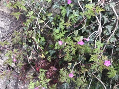 Geranium robertianum