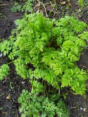 Anthriscus sylvestris