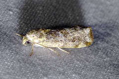Acontiini