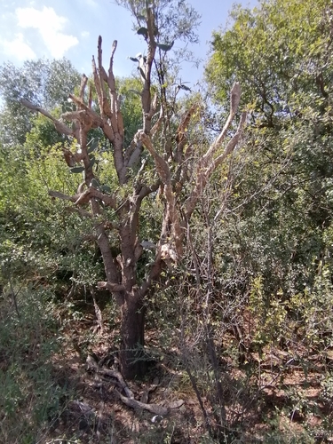 Opuntia tomentosa