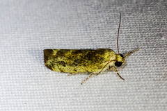 Acontiini