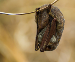 Lasiurus blossevillii