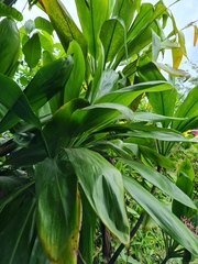 Aspidistra elatior