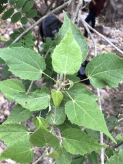 Heliocarpus pallidus