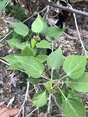 Heliocarpus pallidus