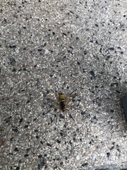 Ctenophora flaveolata