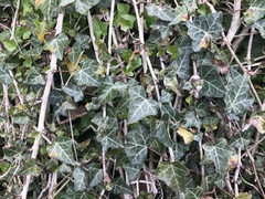 Hedera helix