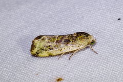 Acontiini