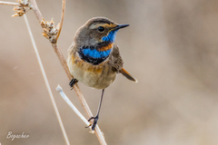 Luscinia svecica svecica