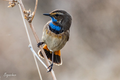 Luscinia svecica svecica