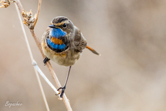 Luscinia svecica svecica