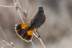 Luscinia svecica svecica