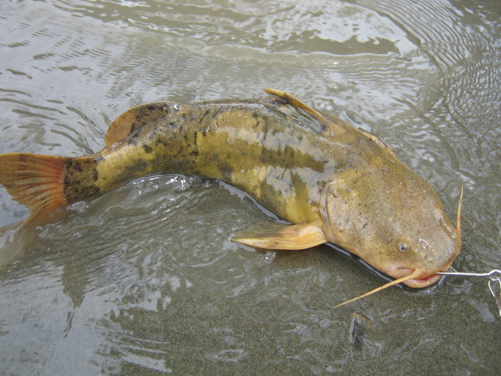 Caramel Bumblebee Catfish