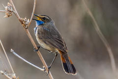 Luscinia svecica svecica