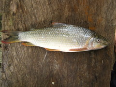 Ichthyoelephas longirostris