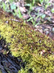 Sciuro-hypnum starkei