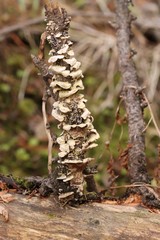 Trichaptum fuscoviolaceum