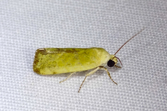 Acontiini