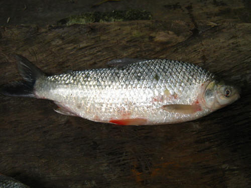 Bocachico (Prochilodus magdalenae) — Prochilodontidae — 2