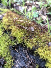 Sciuro-hypnum starkei