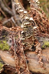 Trichaptum fuscoviolaceum