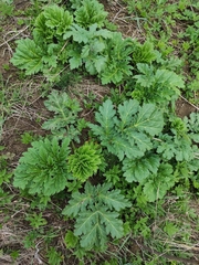 Heracleum sosnowskyi