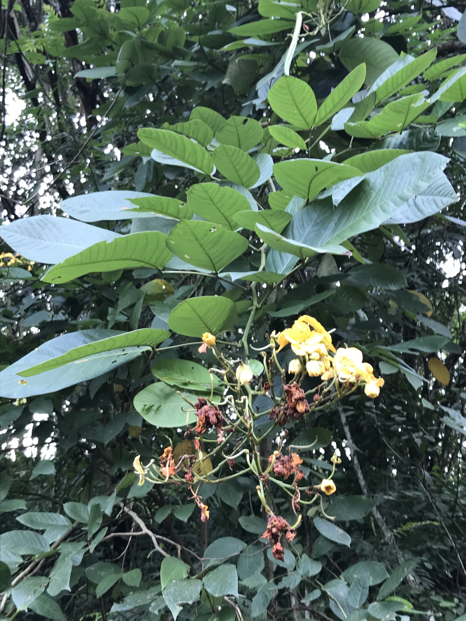 Senna bacillaris