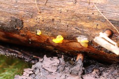 Dacrymyces chrysospermus