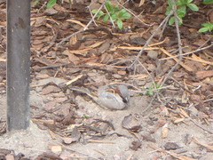 Passer domesticus