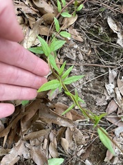 Thyrsanthella difformis