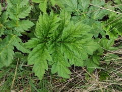 Heracleum sosnowskyi