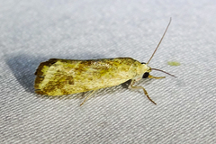 Acontiini