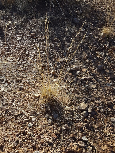 Purple Three Awn foliage