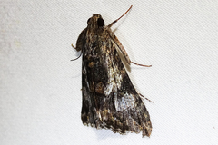 Melipotis jucunda