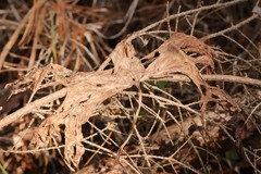 Aconitum septentrionale