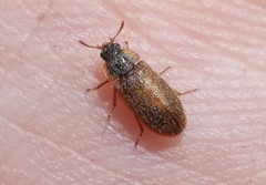 Eronyxa pallida
