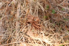 Aconitum septentrionale