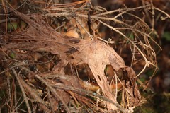 Aconitum septentrionale
