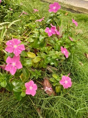 Catharanthus roseus